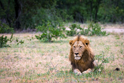 Lion on grass