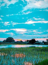 Scenic view of field against sky