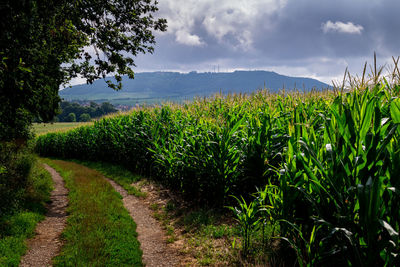 Scenic view of agricultural field against sky