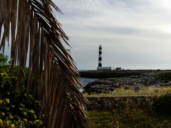 Scenic view of plants against sky