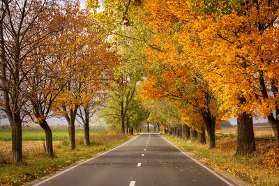 Road amidst trees during autumn