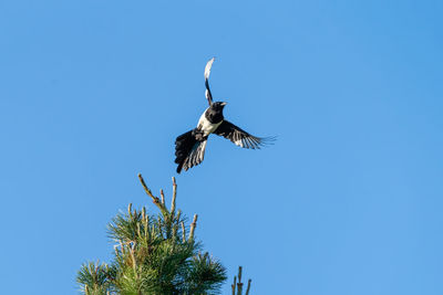 Low angle view of magpie bird flying against clear blue sky