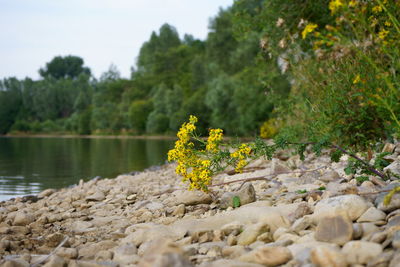 Yellow flowering plants by lake
