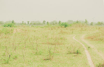 Scenic view of field against clear sky