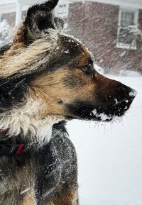 Close-up of wet dog during winter