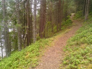 Dirt road amidst trees in forest