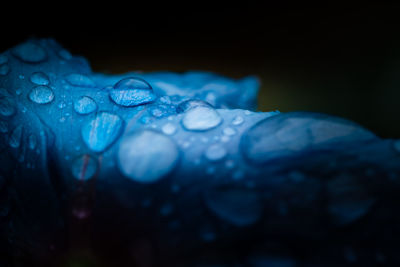 Close-up of water drops on blue surface