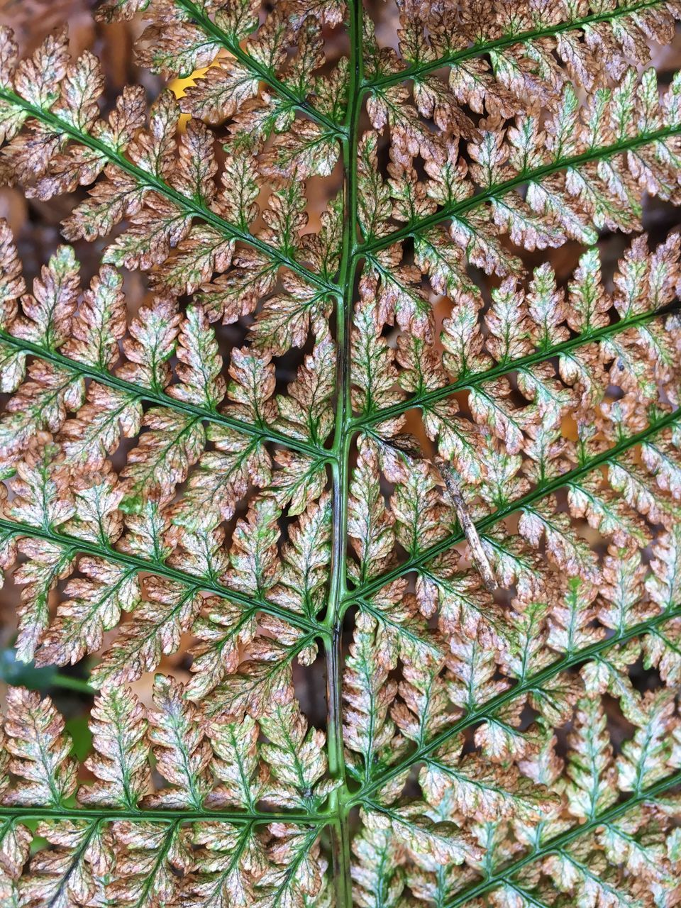 FULL FRAME SHOT OF PLANTS IN ROW