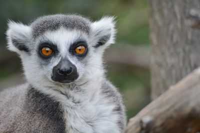 Close-up of lemur looking away