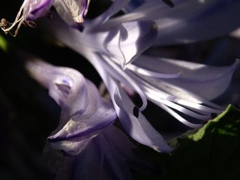 Close-up of flowers