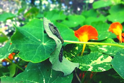 Close-up of leaves on plant