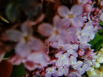 Close-up of purple flowering plant