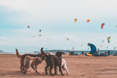 Horses flying over beach against sky