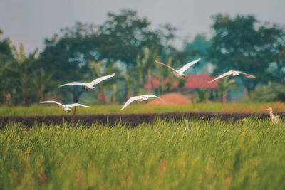 Birds flying over grassy field