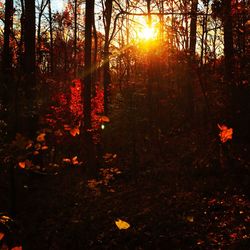 Red trees in forest