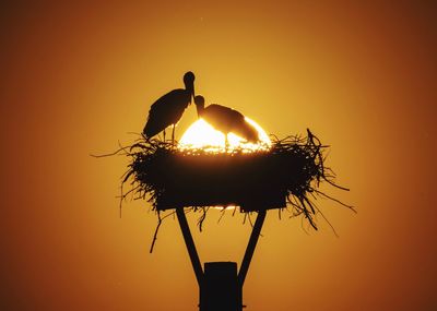 Close-up of silhouette bird on plant against orange sky