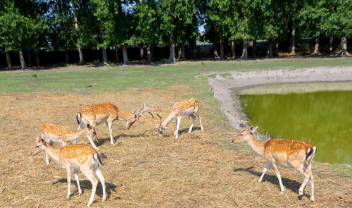 Red deer or european deer. a herd of deer and roe deer by the lake - image