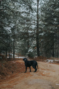 Dog standing in forest