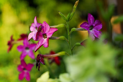 Close-up of purple flowers blooming outdoors