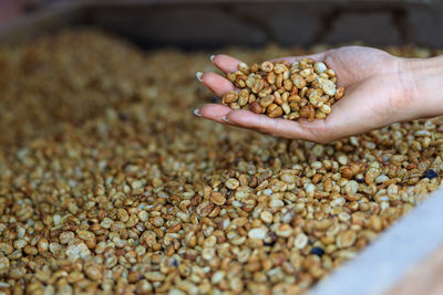 Close up farmer hand holding raw coffee bean for dry out