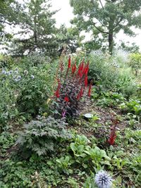 Red flowering plant in garden