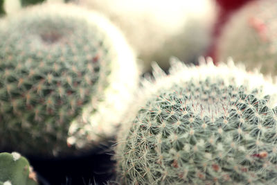 Close-up of cactus