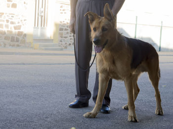 Low section of man standing with german shepherd