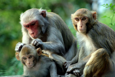 Monkeys sitting outdoors