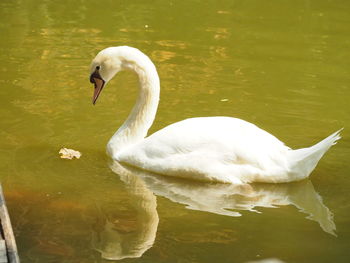 Swan floating on lake
