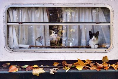 Cat looking away