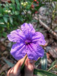 Close-up of hand holding flower