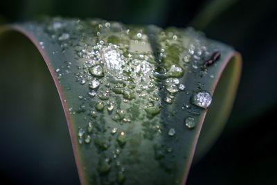 Close-up of water drops on flower