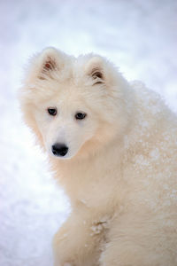 Close-up of a dog