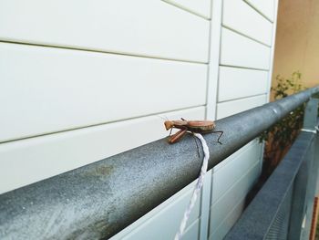 Close-up of lizard on wall