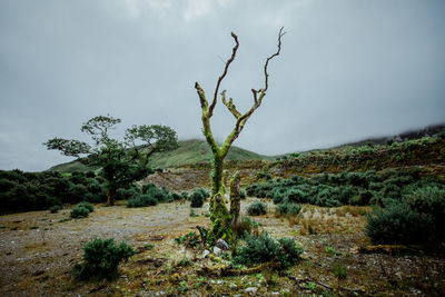 Tree on field against sky