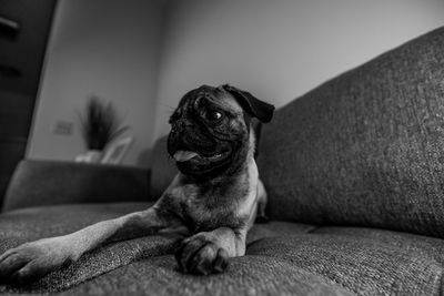 Dog sitting on sofa at home