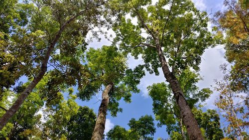 Low angle view of trees against sky