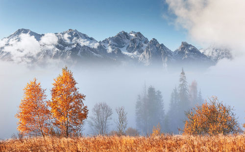 Majestic landscape with autumn trees in misty forest. carpathian, ukraine, europe. beauty world.