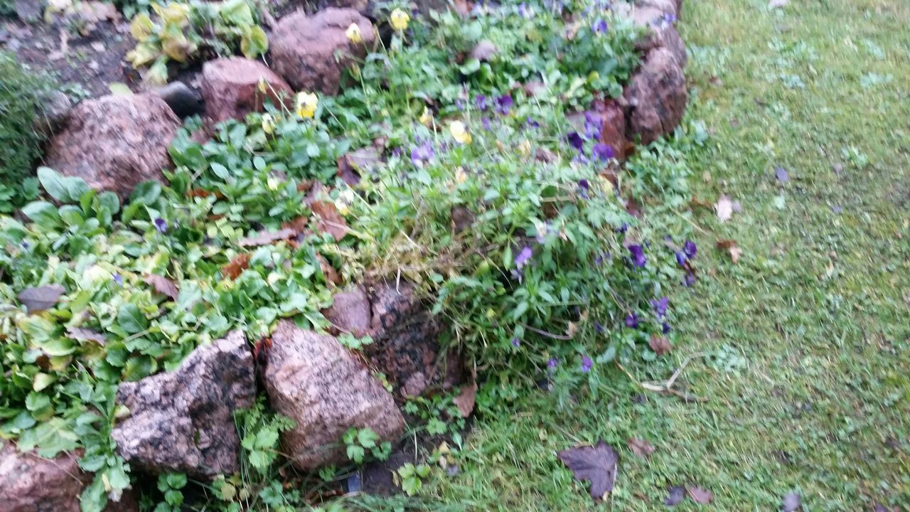 growth, plant, flower, nature, high angle view, field, beauty in nature, green color, freshness, rock - object, grass, fragility, growing, moss, day, outdoors, stone - object, no people, tranquility, close-up