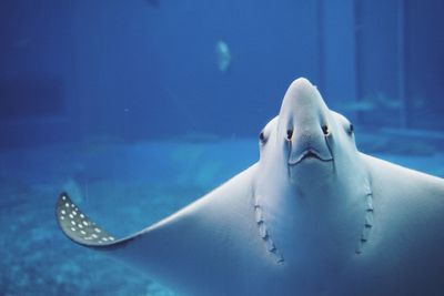 Fish swimming in aquarium