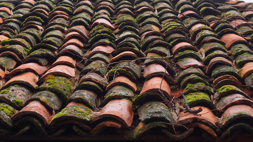 Moss growing on tiled roof