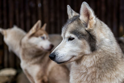 Close-up of a dog