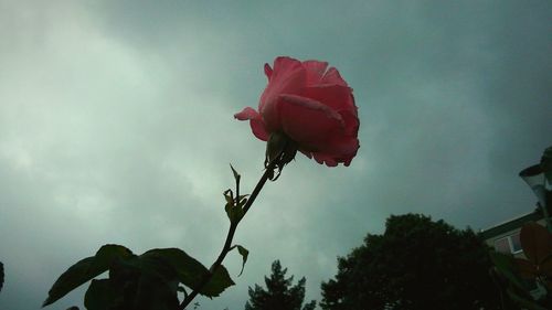 Close-up of flower against sky