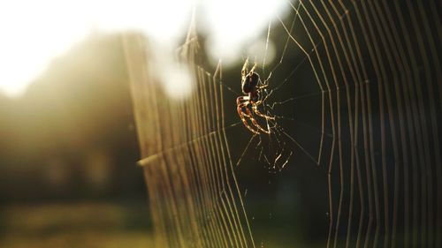 Close-up of spider on web outdoors