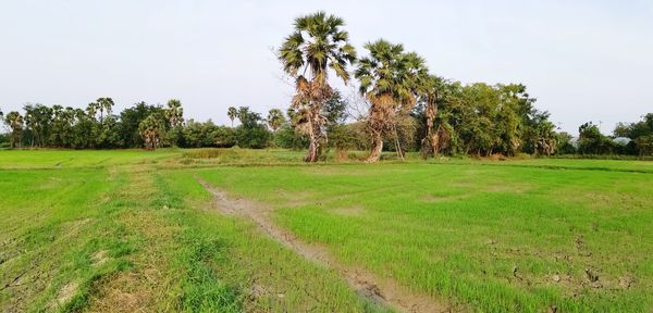 Trees on field against sky