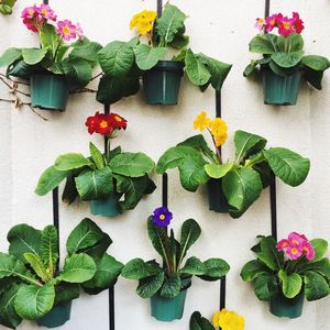 Close-up of potted plant on wall