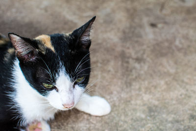 High angle view of cat looking away