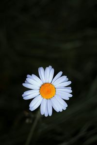 Close-up of white flower blooming outdoors