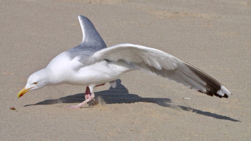 Close-up of seagull catching food