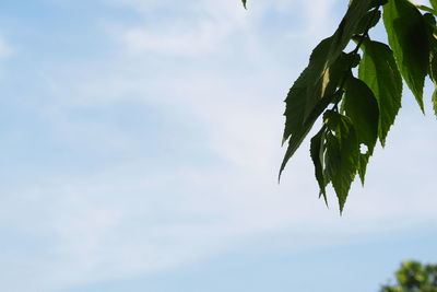 Low angle view of leaves against sky
